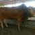 鲁西黄牛犊100~200kg