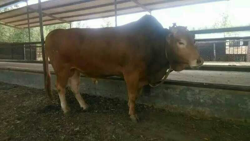 鲁西黄牛犊100~200kg