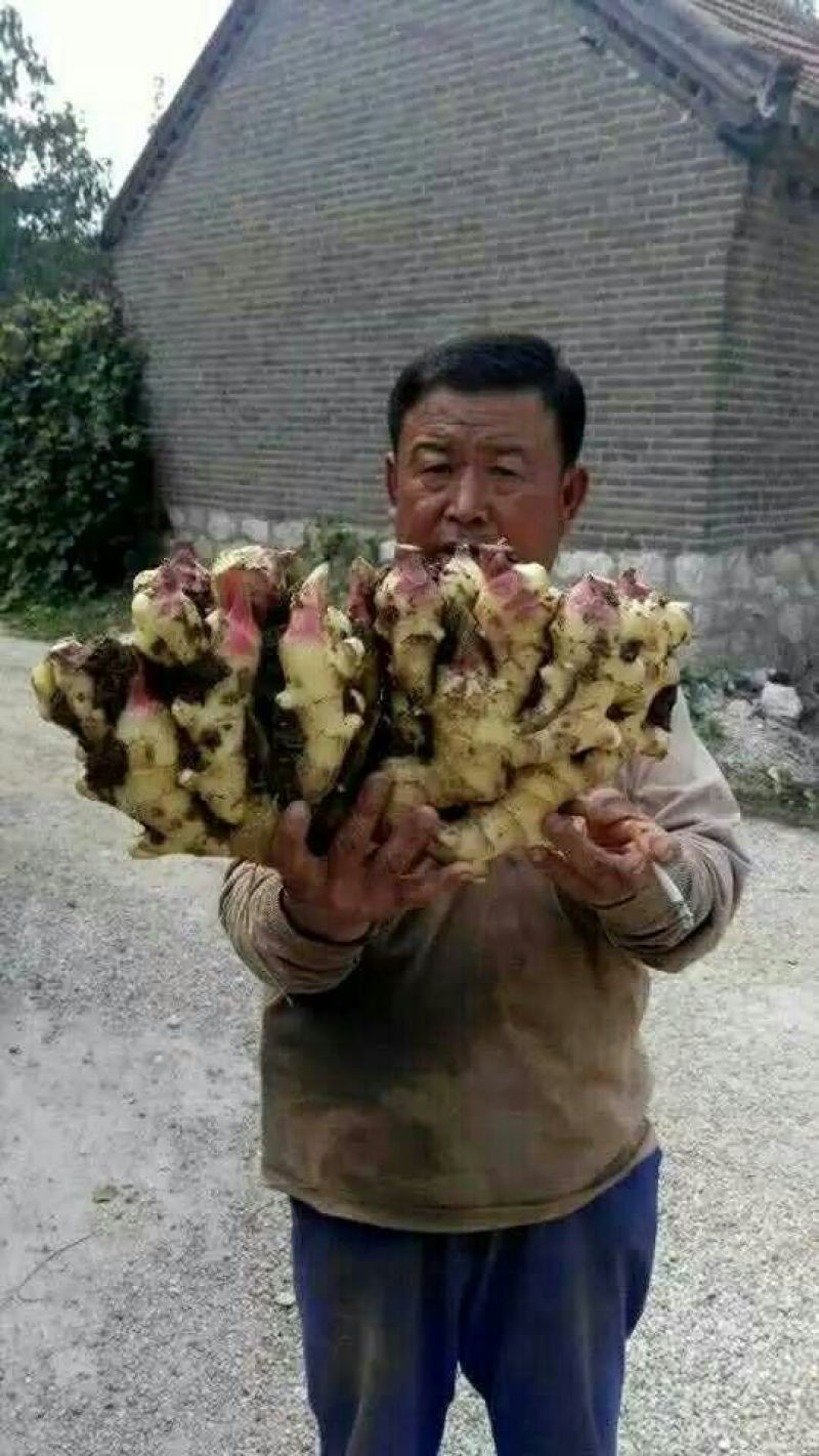 红芽嫩姜产地批发鲜姜大量上市大棚鲜姜货源充足