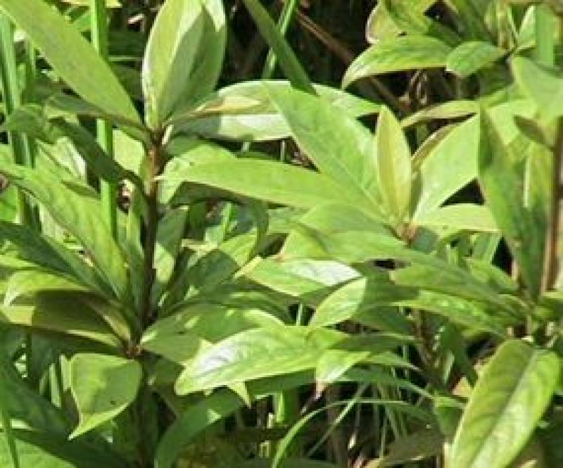 楠木苗香楠苗火力楠木杯苗