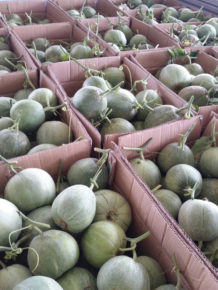 河南周口市扶沟县绿宝甜瓜 0.5斤以上批发_薄