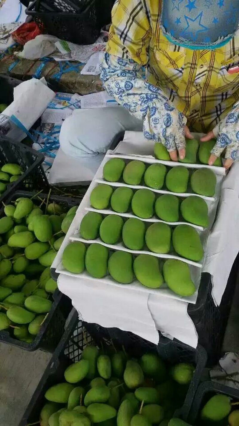 芒果2两以上