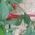 青椒2cm以上