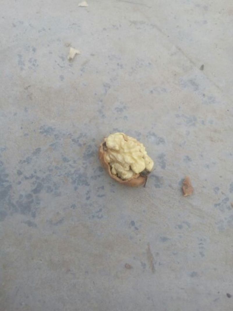 青皮核桃30mm以上去皮