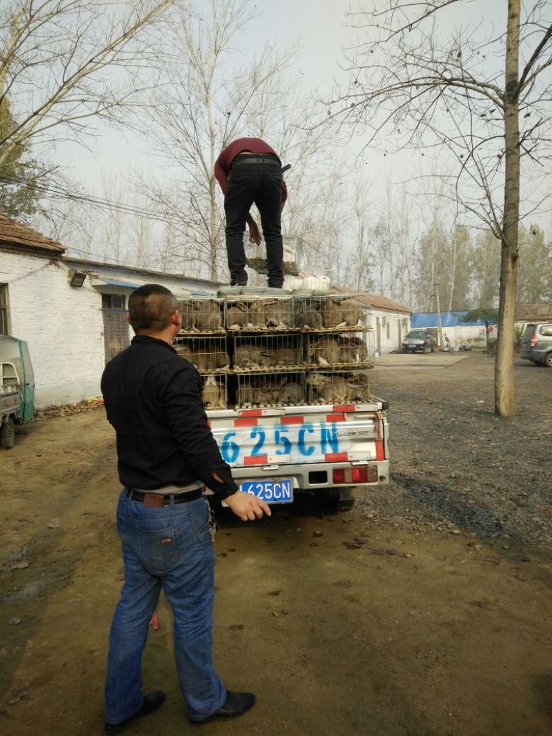 长毛垂耳兔肉兔，獭兔
