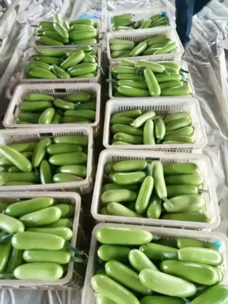 绿宝西葫芦0.6斤以上