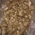 干香菇3~3.5cm
