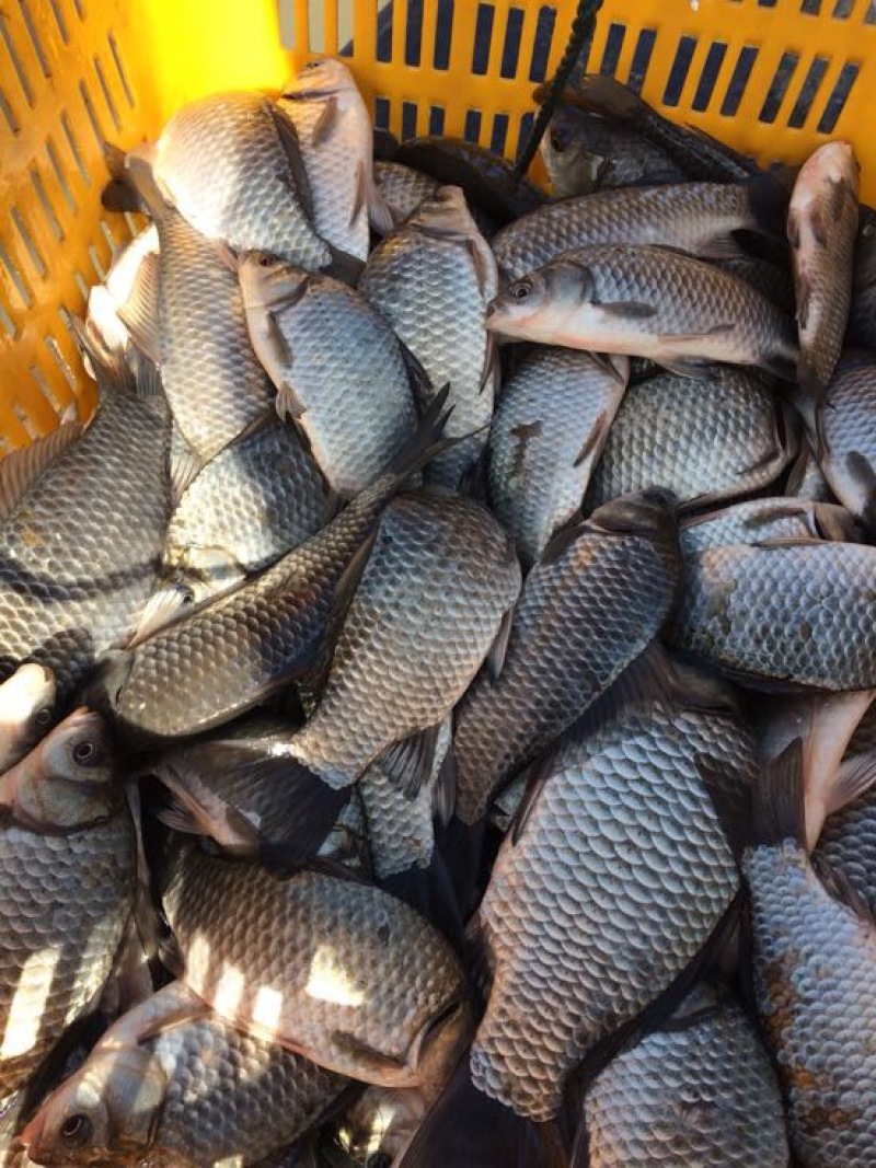 白鲫