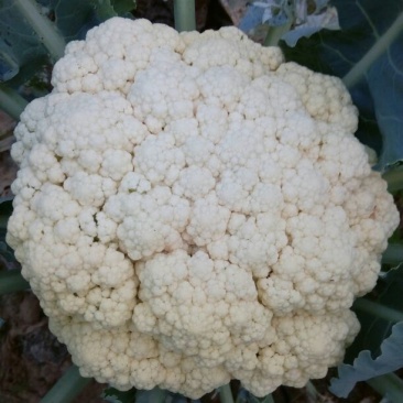 白花菜散装