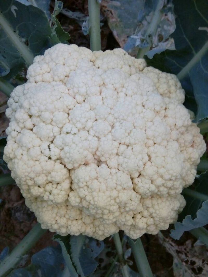 白花菜散装