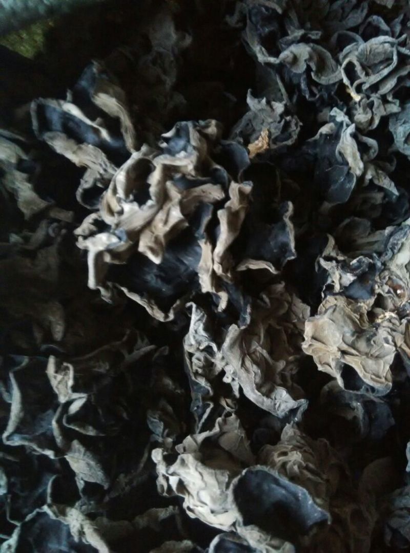 干木耳一级