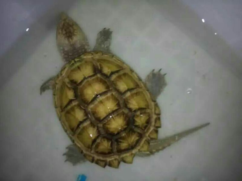 鳖