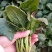 大叶菠菜20~25厘米