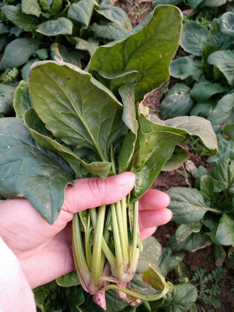 大叶菠菜20~25厘米