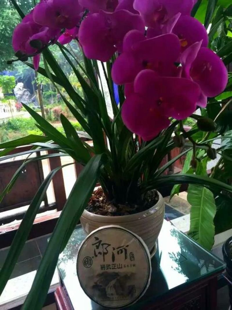 普洱茶