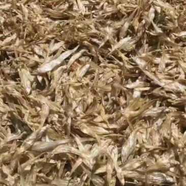 毛花鱼干