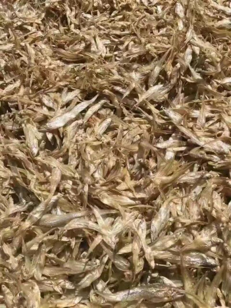 毛花鱼干