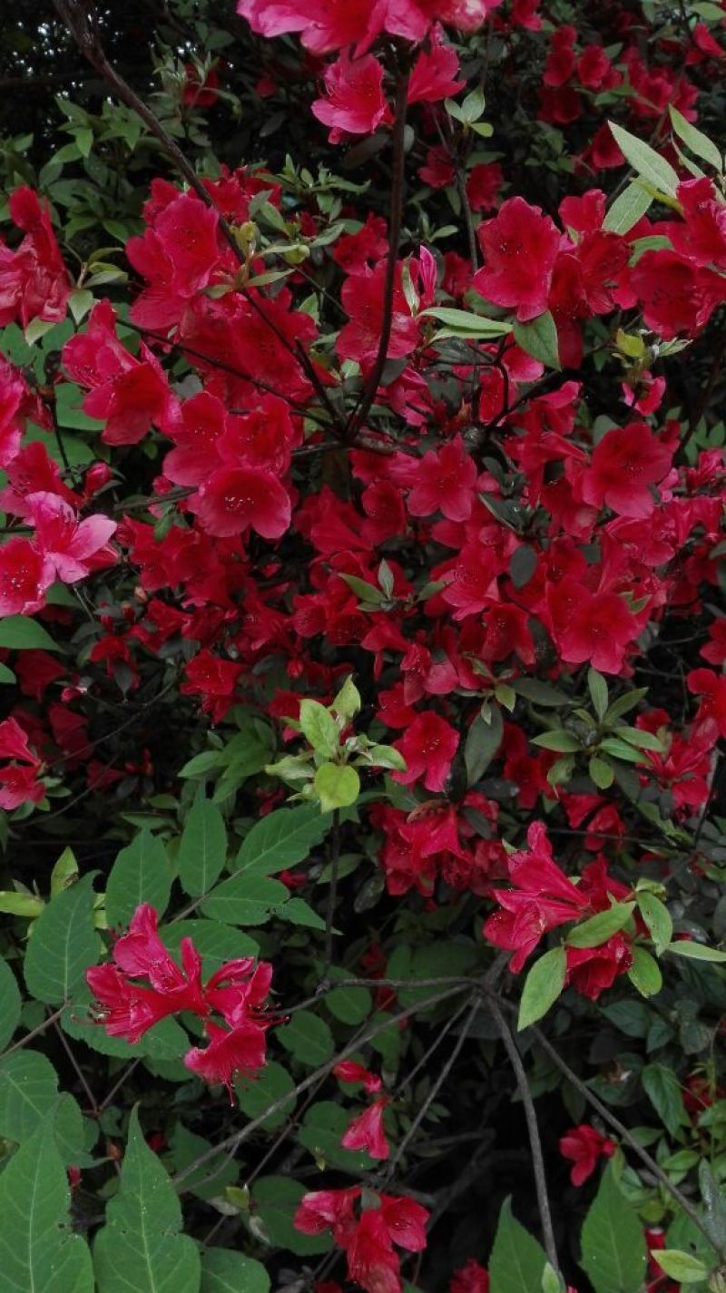 映山红5~10cm