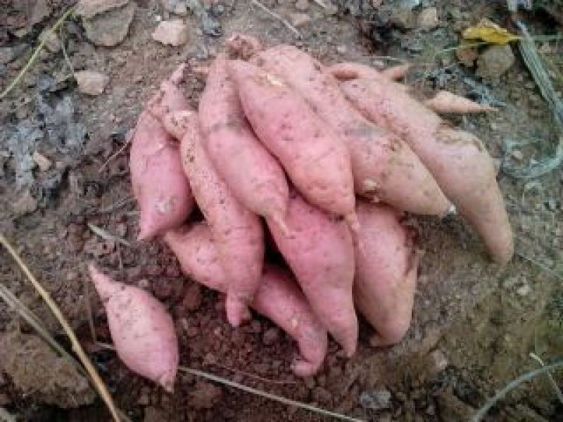 【有好货】山东莒南苏薯8号红薯3两以上红心支持线上交易