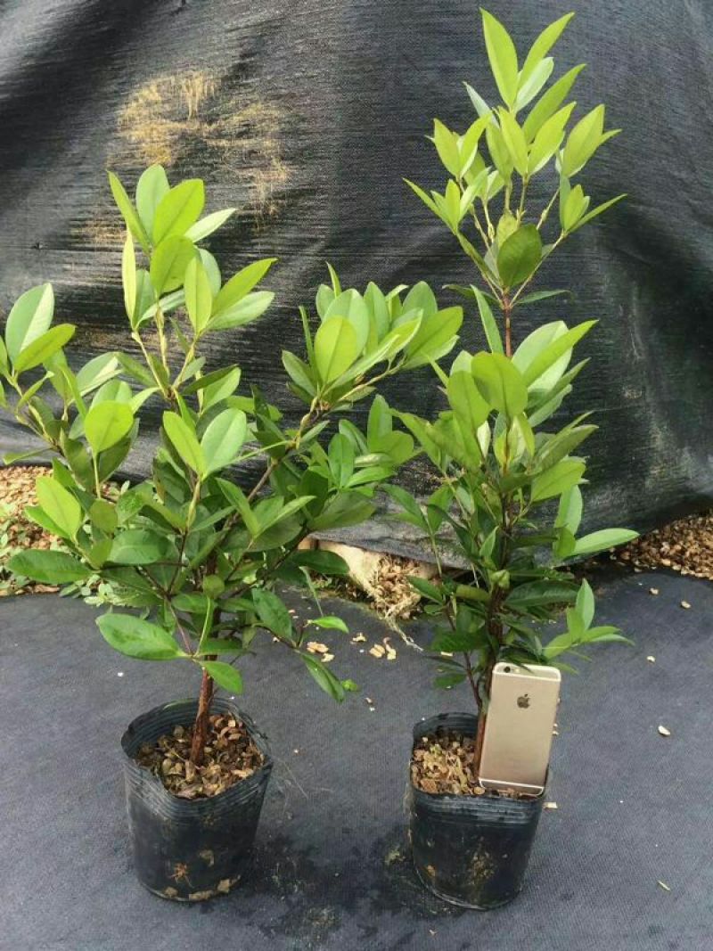 樱桃树苗4年50~80cm