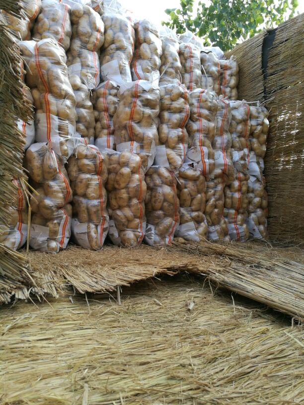 济宁市泗水蔬菜批发市场荷兰十五土豆 2两以上