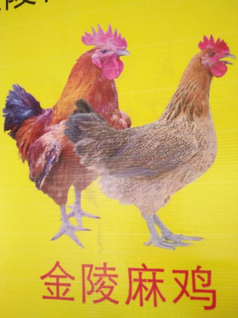鸡苗60~70克出壳苗