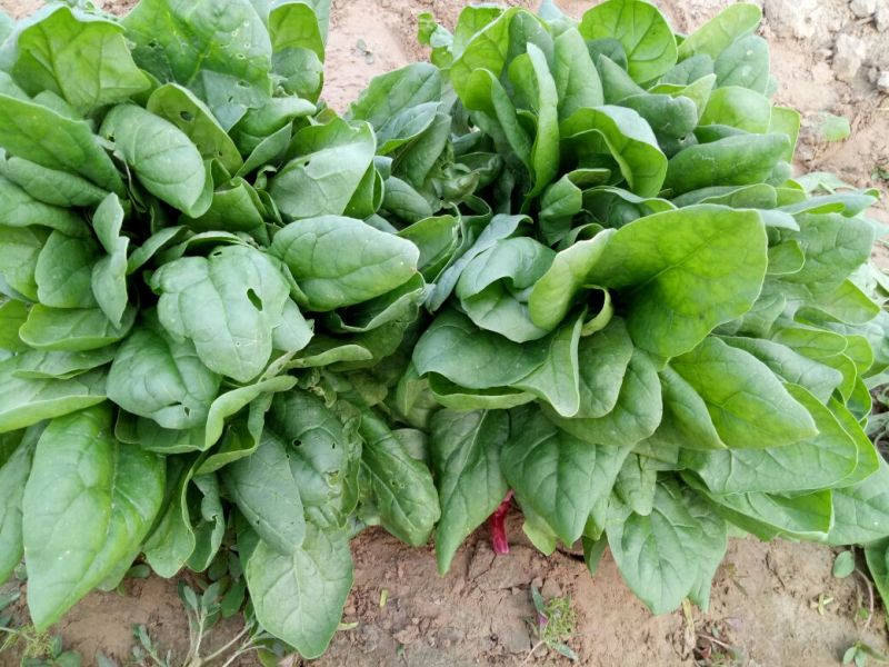大叶菠菜25~30厘米