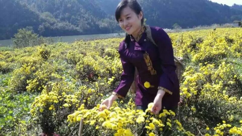 修水金丝皇菊散装花菊花茶