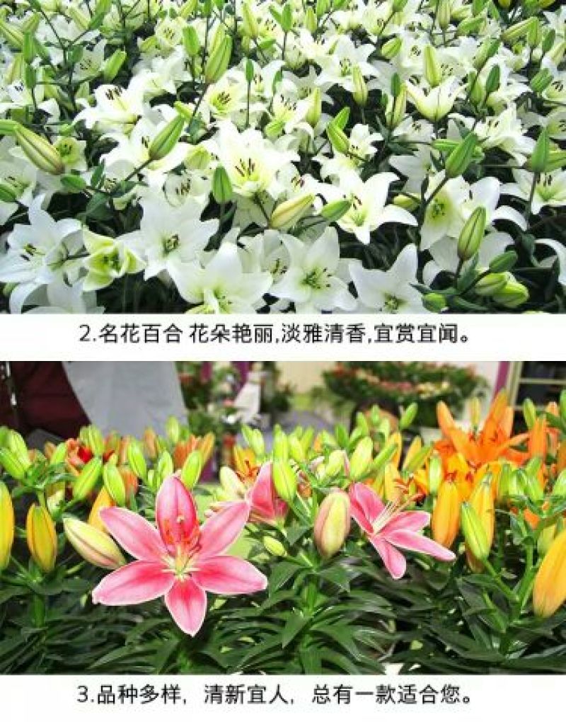 百合鲜切花单头