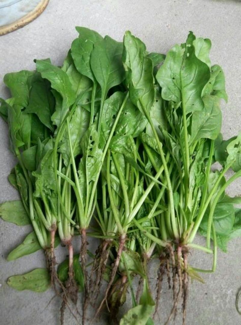 菠菜15~20厘米