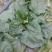 大叶菠菜25~30厘米