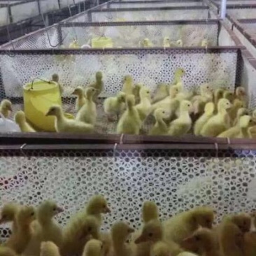 鹅苗