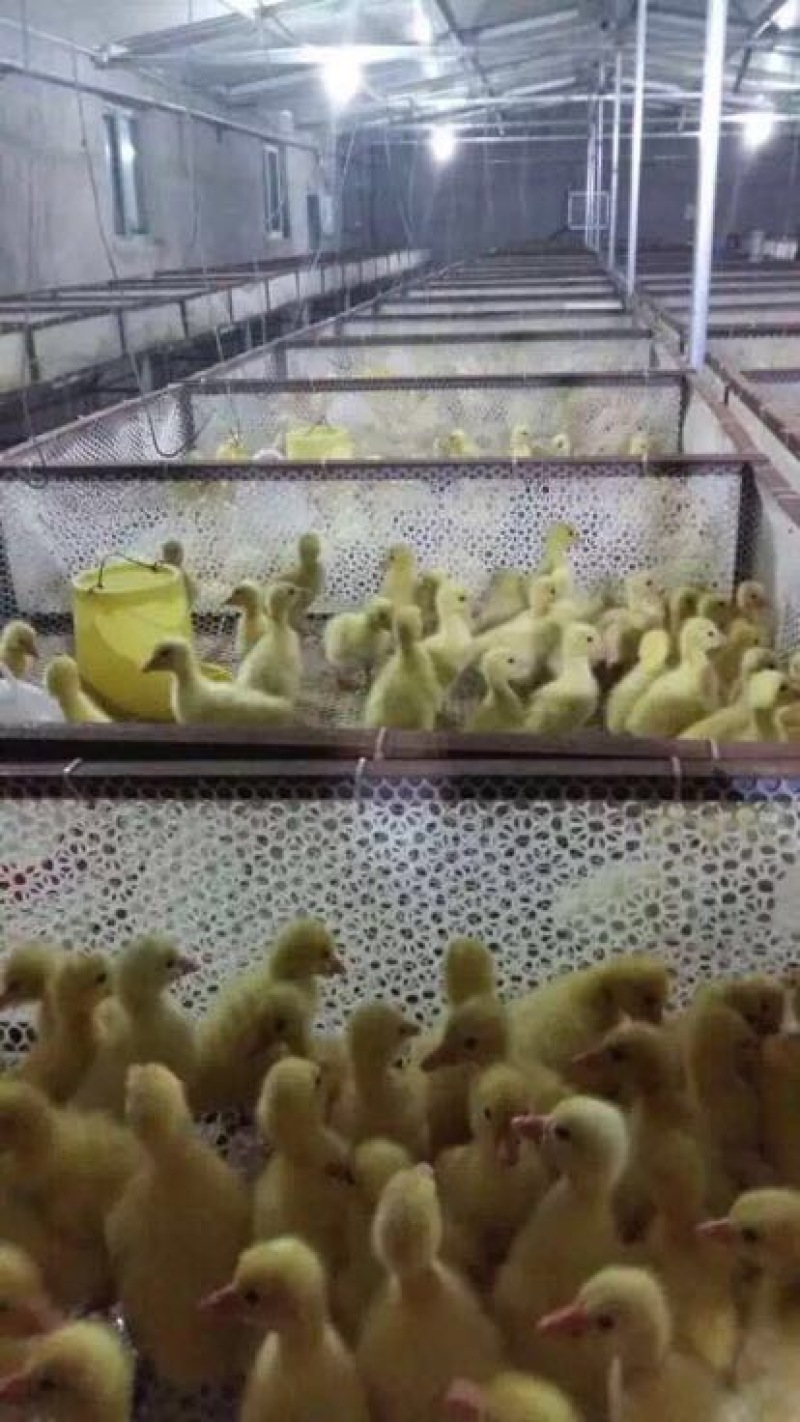 鹅苗