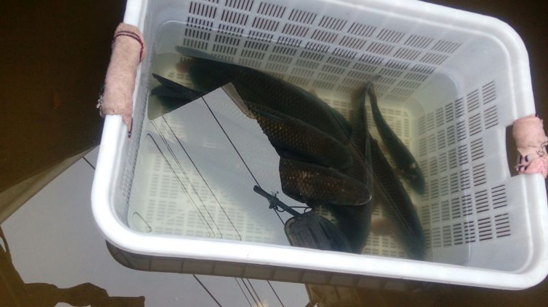 池鲤鱼1~2公斤食用