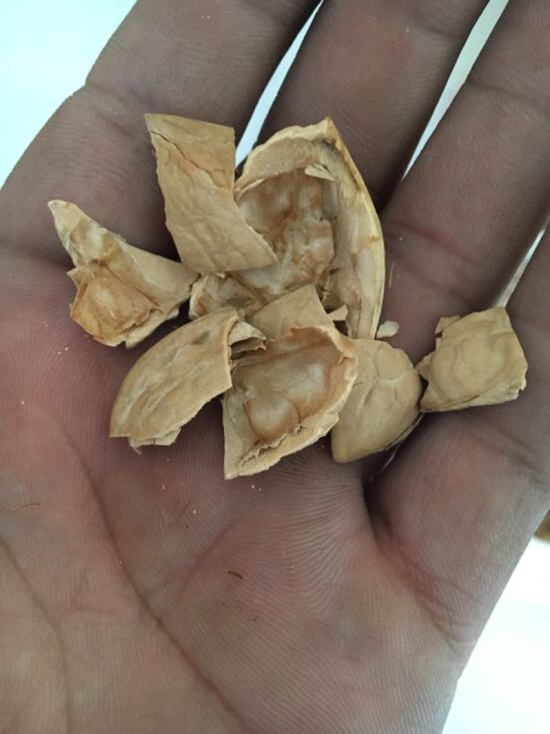 薄皮核桃