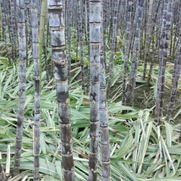 广西博白特产大量现货甘蔗果蔗5~6cm2.5~3米