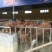 西门塔尔牛犊改良肉牛犊，育肥牛犊100~200kg
