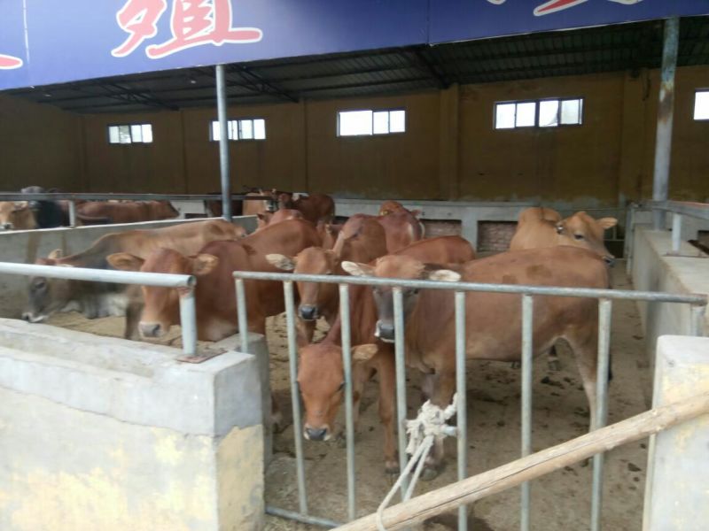 西门塔尔牛犊改良肉牛犊，育肥牛犊100~200kg