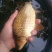 黄金鲫垂钓