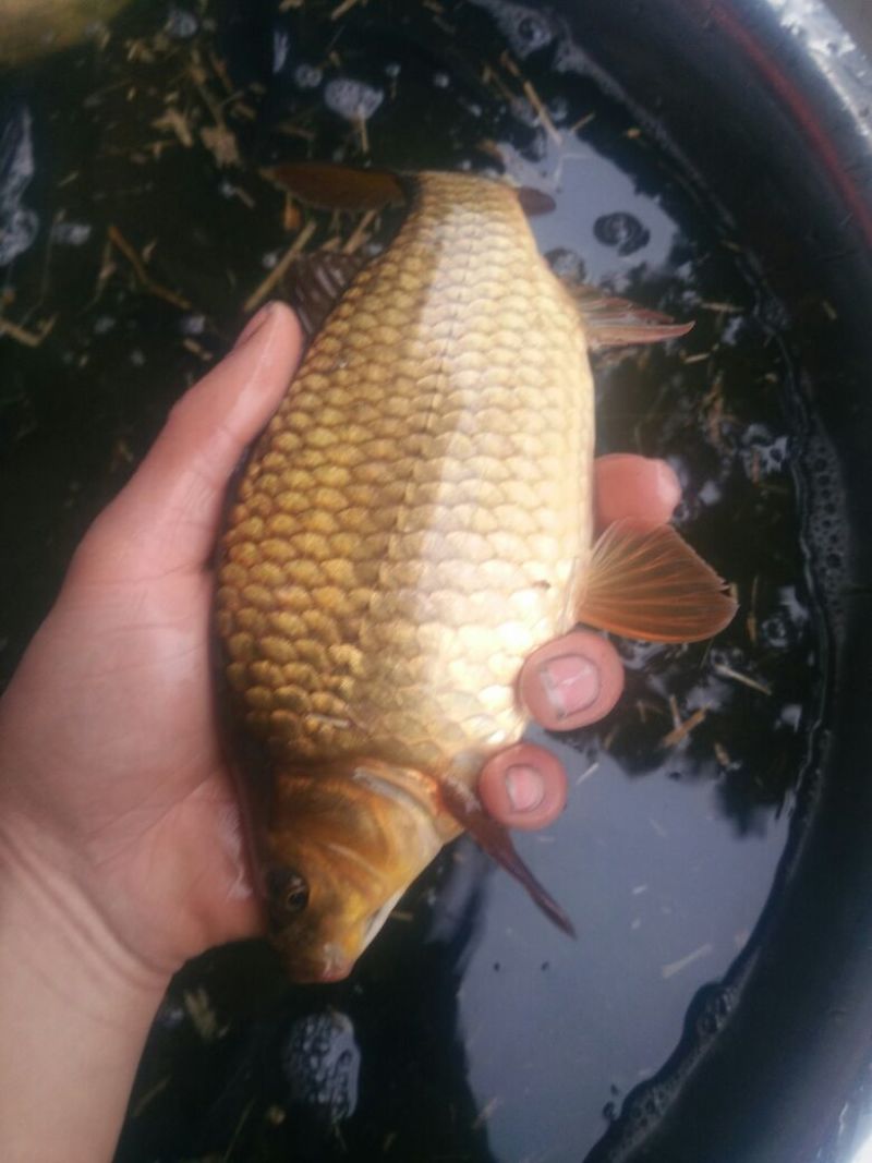 黄金鲫垂钓