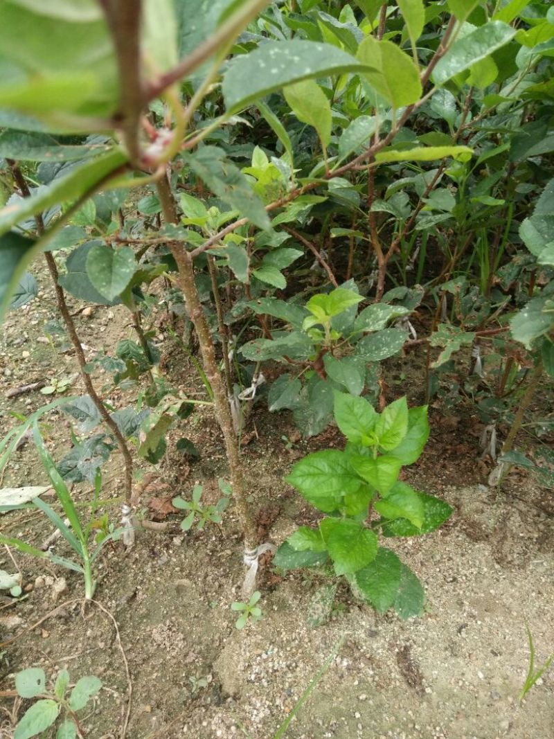 烟富六号苹果树苗80cm以上