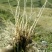 岷县当归苗，苗子均匀，无烂苗，每袋数量7千至1万苗