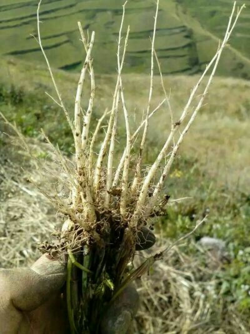 岷县当归苗，苗子均匀，无烂苗，每袋数量7千至1万苗