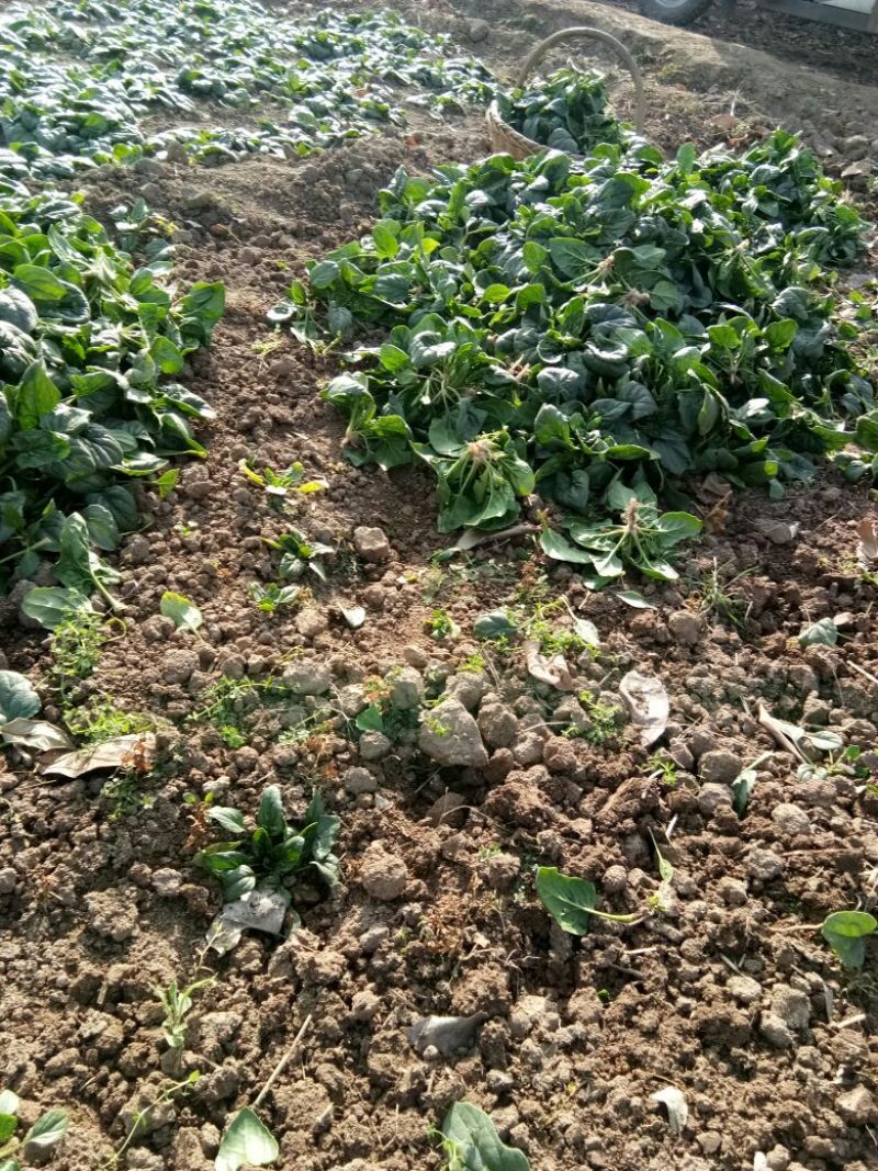 菠菜10~15厘米