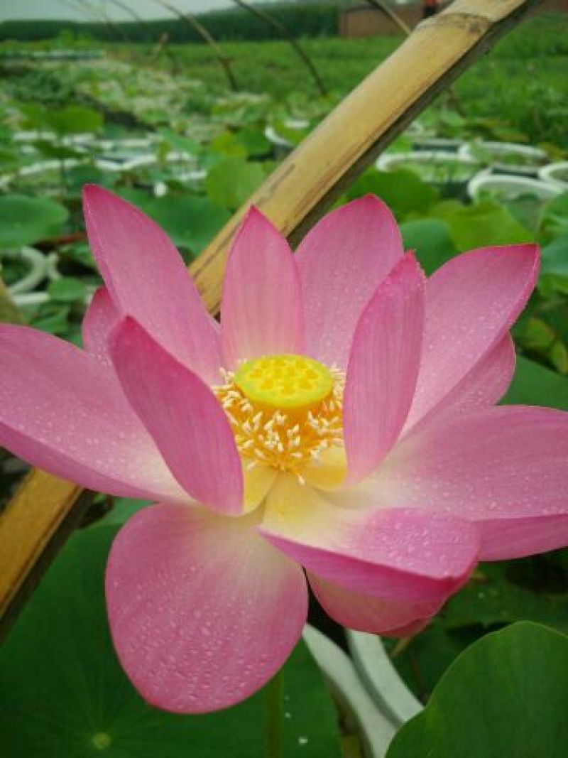 荷花40~50cm