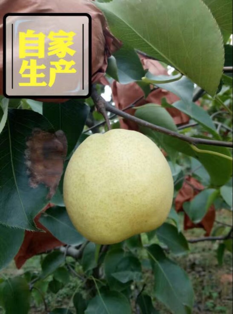 贡梨