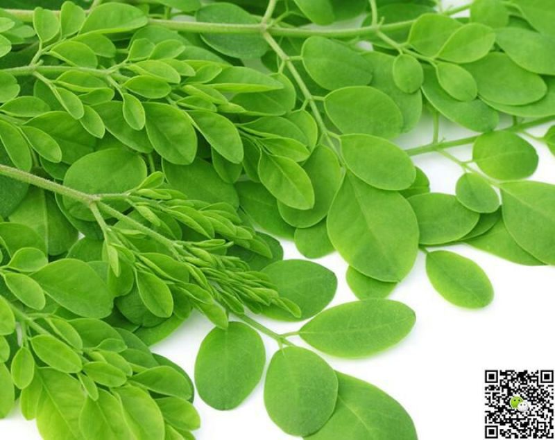辣木茶特级