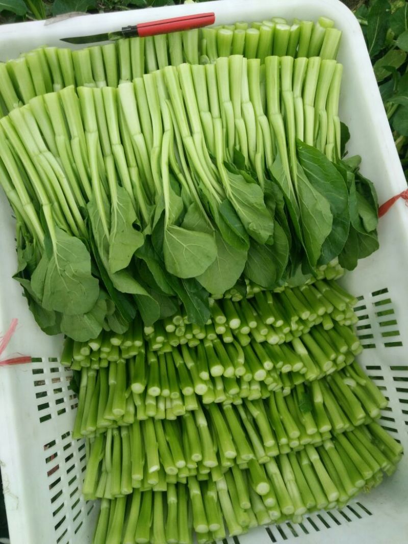 菜苔
