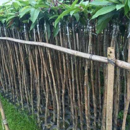 广州市从化七星农产品交易市场芒果苗 1~1.5m