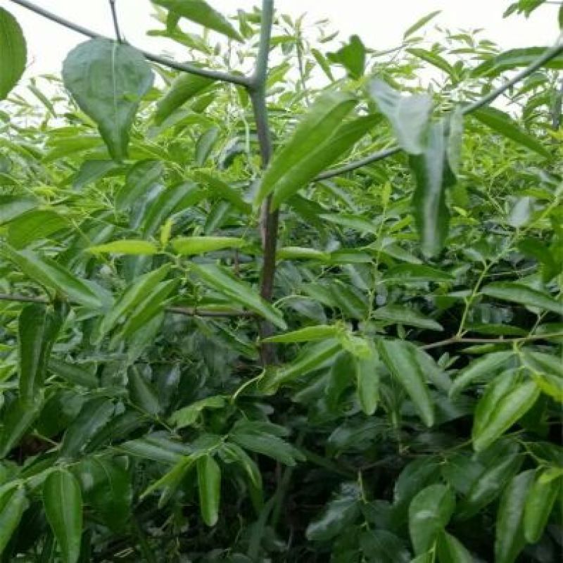 冬枣树苗一到两年苗30~50cm根系发达